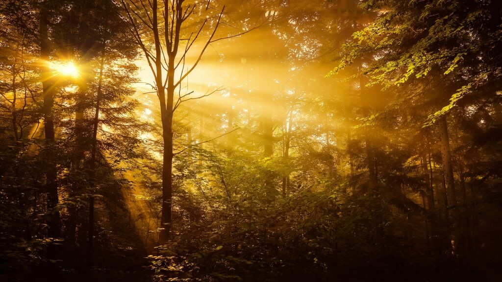 A serene image of sunlight streaming through trees, creating a warm, golden glow in a peaceful natural setting.