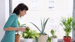 4 Benefits indoor plants can have on your mental health